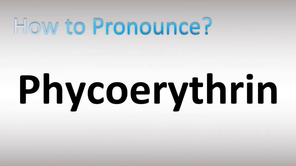 How to Pronounce Phycoerythrin