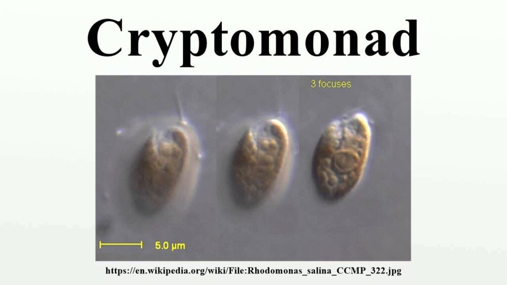 Cryptomonad