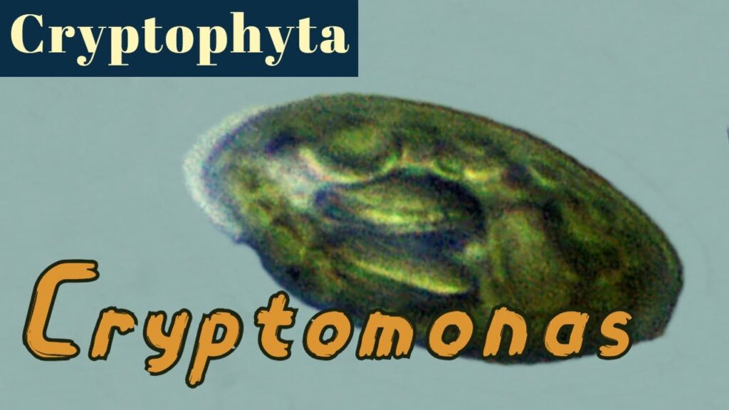 Cryptomonas (Cryptophyta or Cryptista)